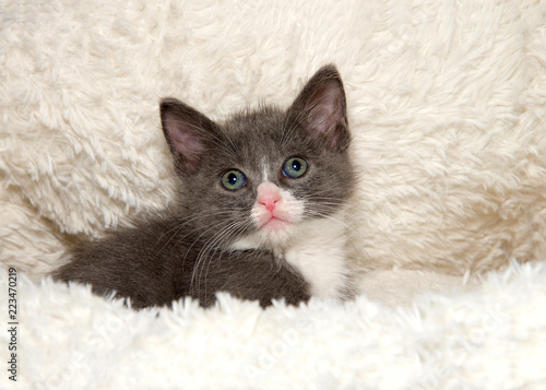 Adorable grey and white kitten in a sheepskin bed looking directly at viewer. © sheilaf2002
