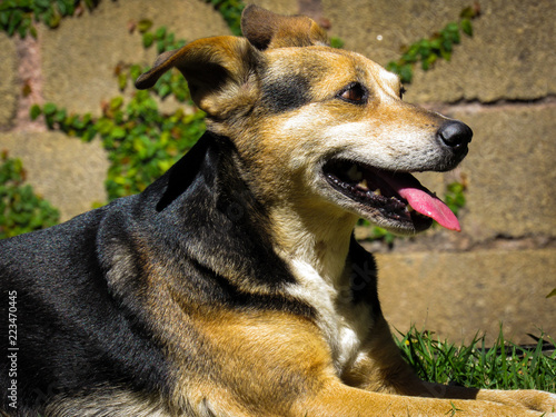 Dog