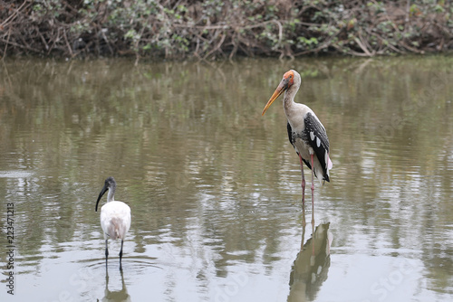 Painted stork bird feeding standing in pond.