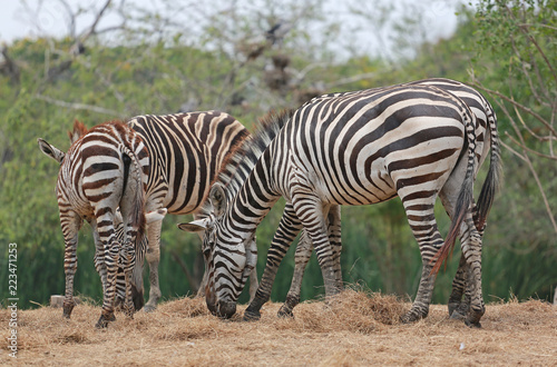 Group of Zebras in the zoo.