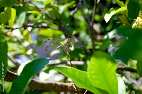 Dragonfly on branch © ThaísGarceis