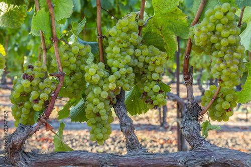 grapes white chardonnay harvest ready in Napa Sonoma wine country