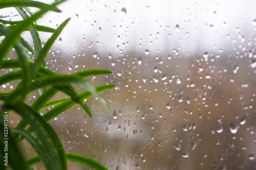 house plants and raindrops on the window glass