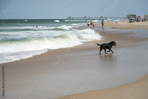 A dog plays in the ocean at the beach