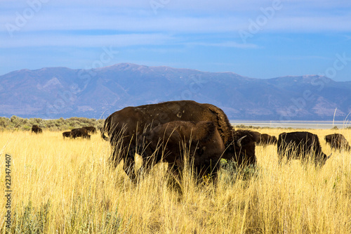 A herd of Bison or Buffalo grazes on the prairie on Antelope Island State Park in the middle of Utah's Great Salt Lake, with the Wasatch Mountains in the background photo