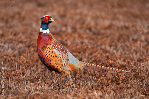 Tela Male pheasant rooster in a freshly cut field