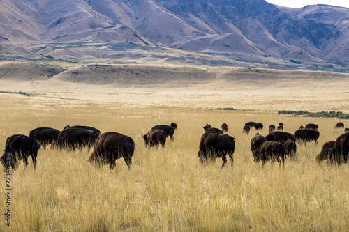 A herd of Bison or Buffalo grazes on the prairie on Antelope Island State Park in the middle of Utah's Great Salt Lake