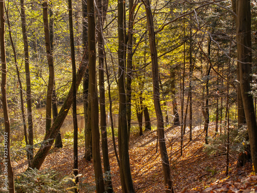 Obraz premium OLYMPUS DIGITAL CAMERA