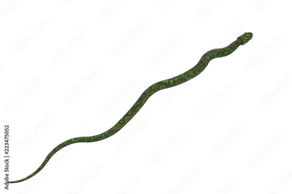 giant green snake in a white background giant green snake in a white background
