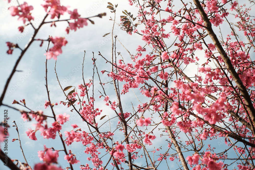 Wild Himalayan in Thailand Pink Sakura flower blooming. Wild Himalayan in Thailand Pink Sakura flower blooming.