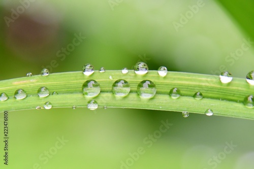 Raindrops on a blade of grass