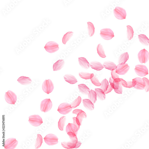 Sakura petals falling down. Romantic pink silky big flowers. Thick flying cherry petals. Radiant cor