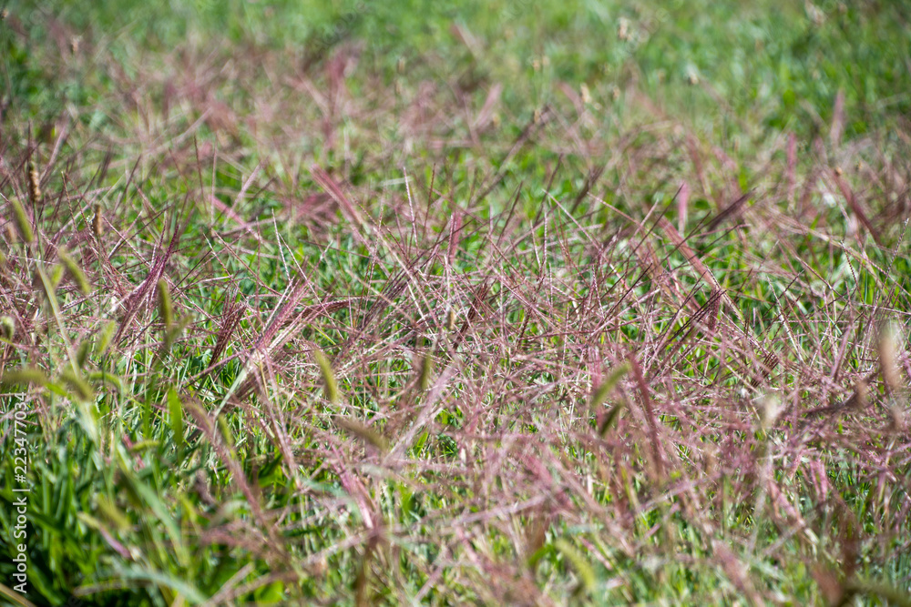 grass in the field grass in the field