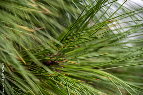 branch of a tree