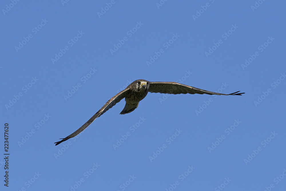 Common kestrel (Falco tinnunculus) Common kestrel (Falco tinnunculus)