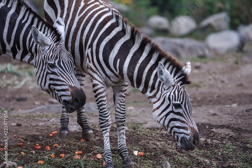 zebra at baobab hotel  taman safari prigen