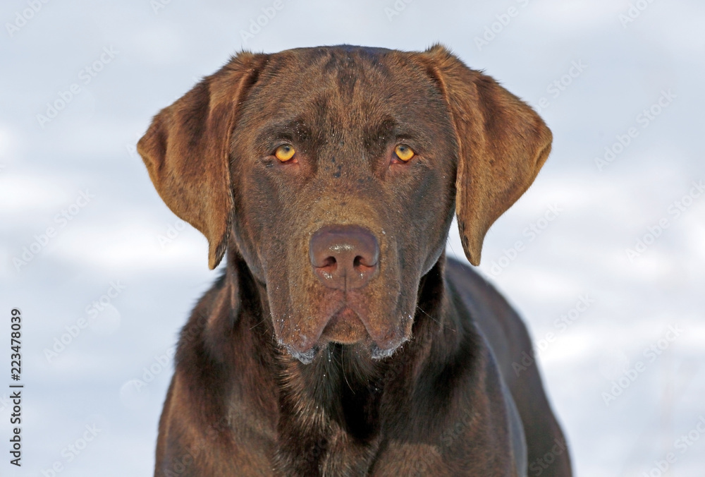 Portrait  of beautiful chocolate Labrador Retriever looking ahead