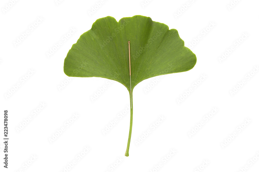 Fototapeta premium An single acupuncture needle on a green ginkgo biloba leaf, isolated on white background