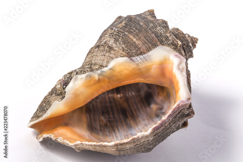 Isolated seashell with white Background.