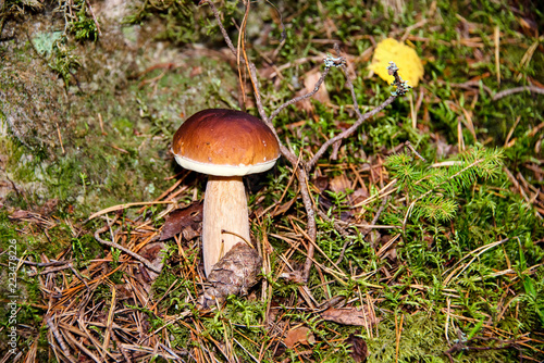 Mushroom in a Deep Primeval Forest in Latvia