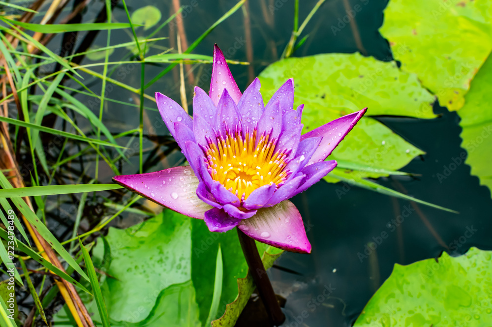 Purple lotus Blue Lotus Flower Flower lotus nature summer green plant