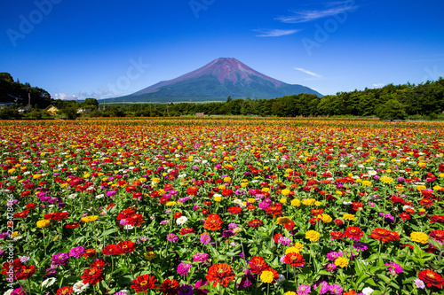 山中湖花の都公園からの富士山