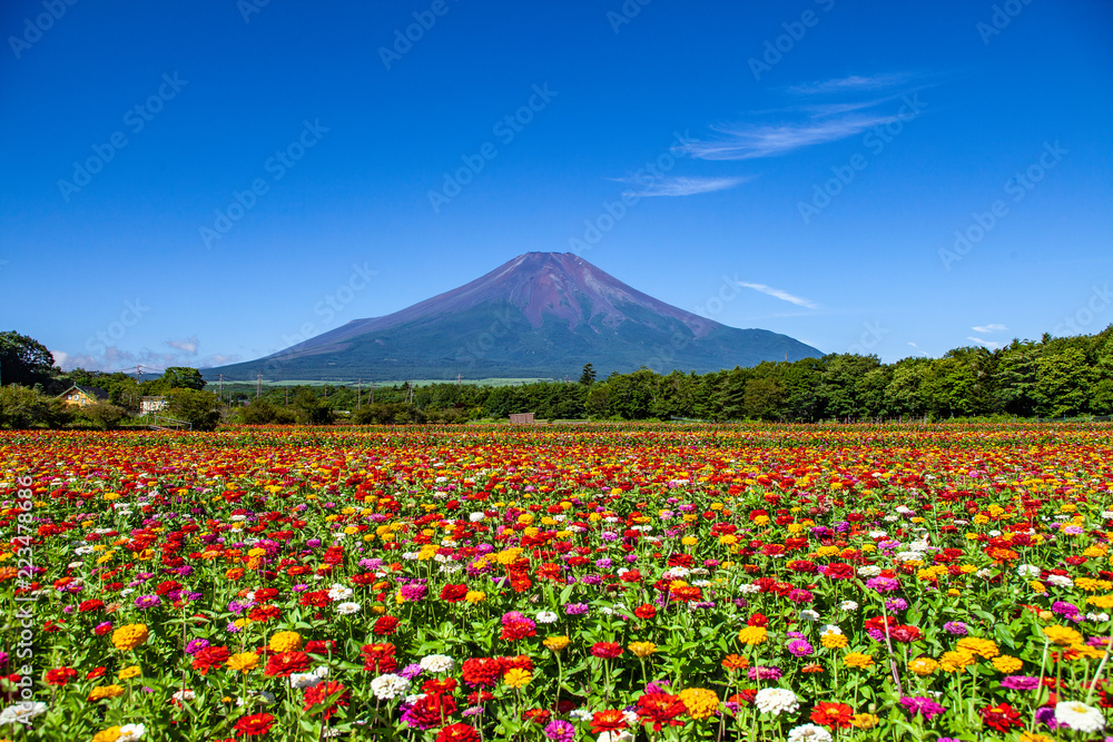 山中湖花の都公園からの夏の富士山