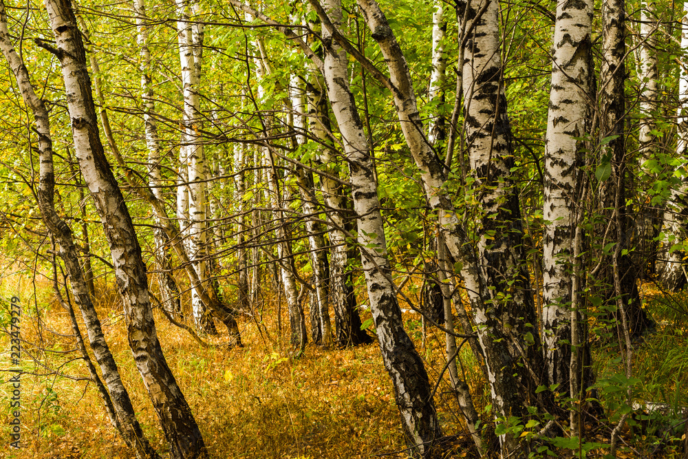 Fototapeta premium White fall birch trees with autumn leaves in background