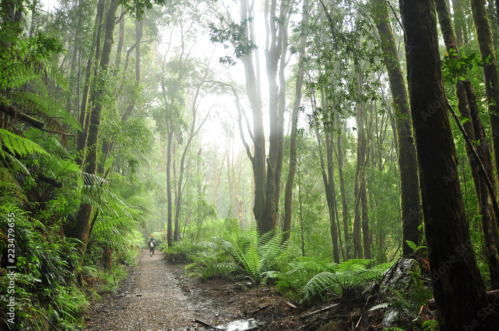 Temperate Rainforest in Tasmania