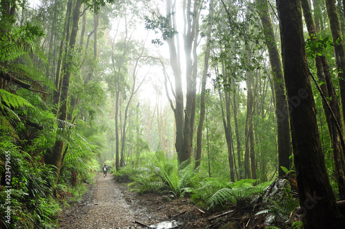 Fototapeta Naklejka Na Ścianę i Meble -  Temperate Rainforest in Tasmania