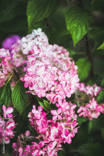 Blooming hydrangea in the garden. Shallow depth of field. 