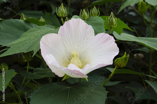 薄ピンクの花 芙蓉