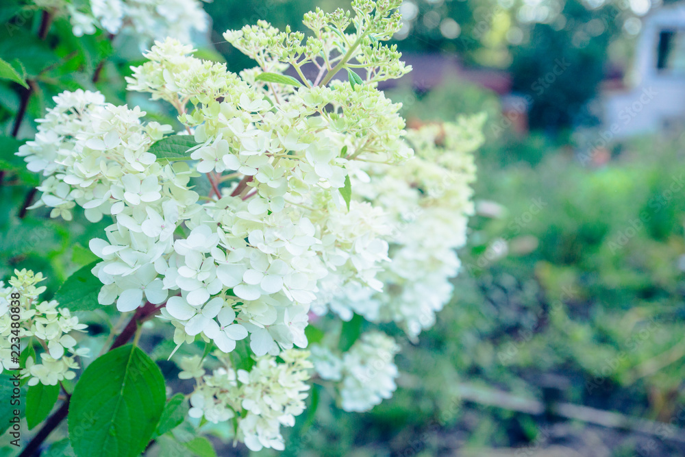 Blooming hydrangea in the garden. Shallow depth of field. Blooming hydrangea in the garden. Shallow depth of field.