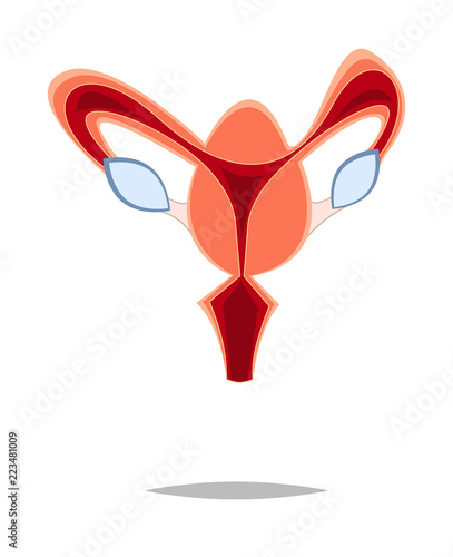 Uterus illustration. Human internal organs. Vector illustration.Cartoon style.