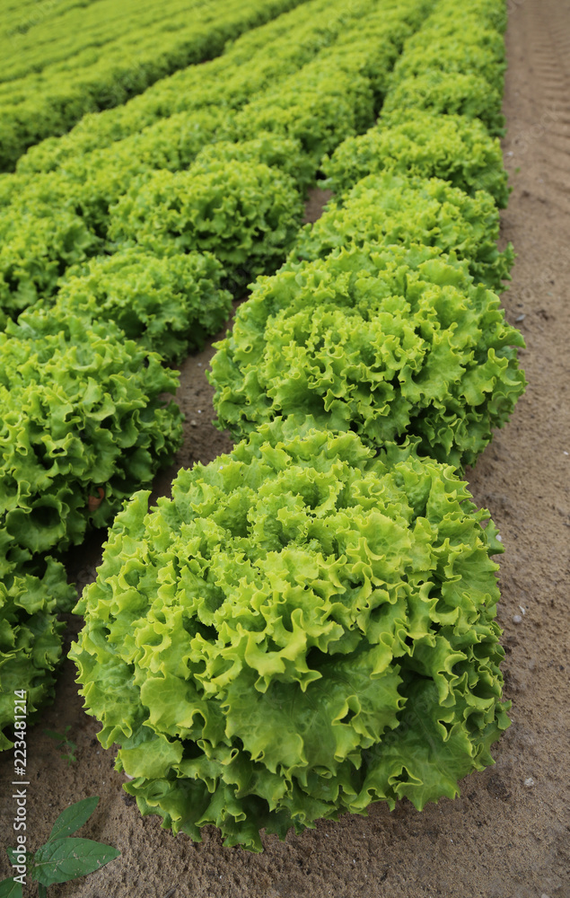 head of lettuce in the field cultivated with sandy soil to promo head of lettuce in the field cultivated with sandy soil to promo