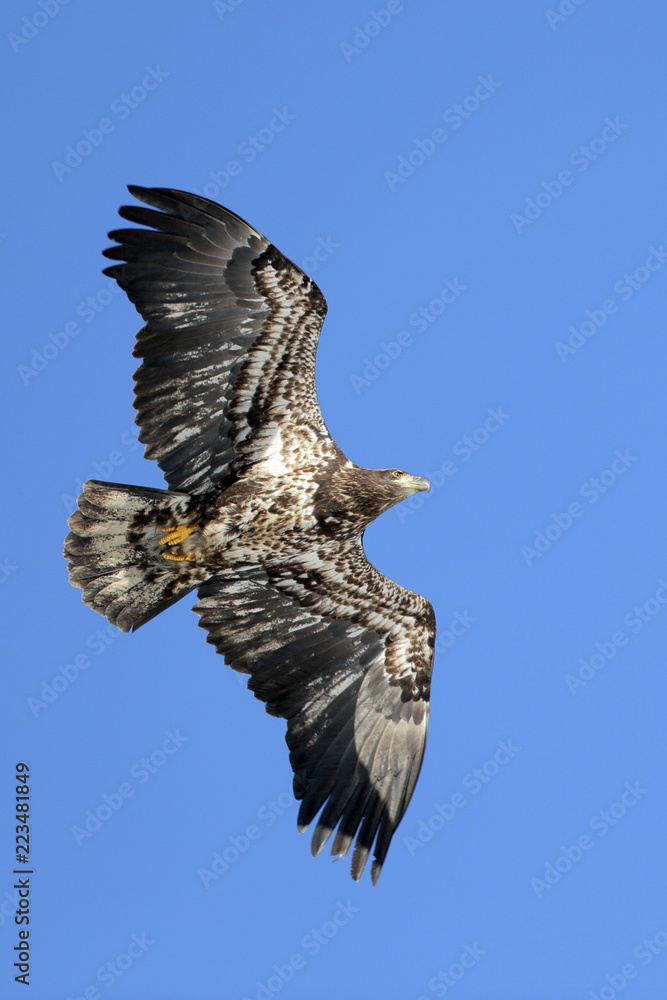 Fototapeta premium Young Bald Eagle, about three years old, flying in blue sky. (Haliaeetus leucocephalum )