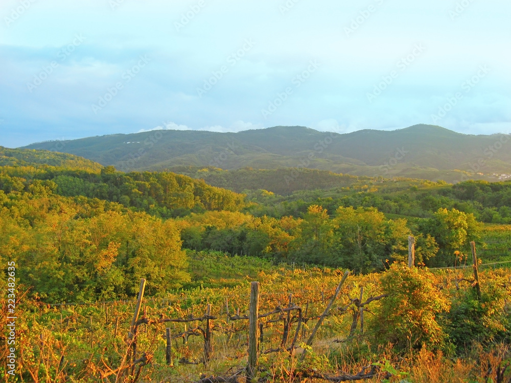 Old vineyard Slovenia