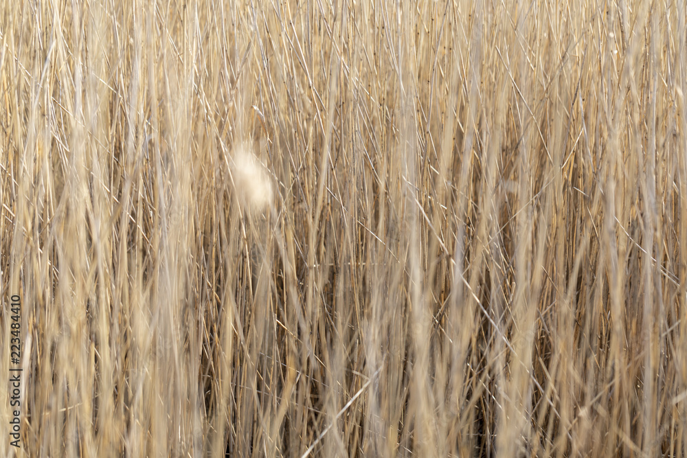 Fototapeta premium Thick tall dry yellow grass