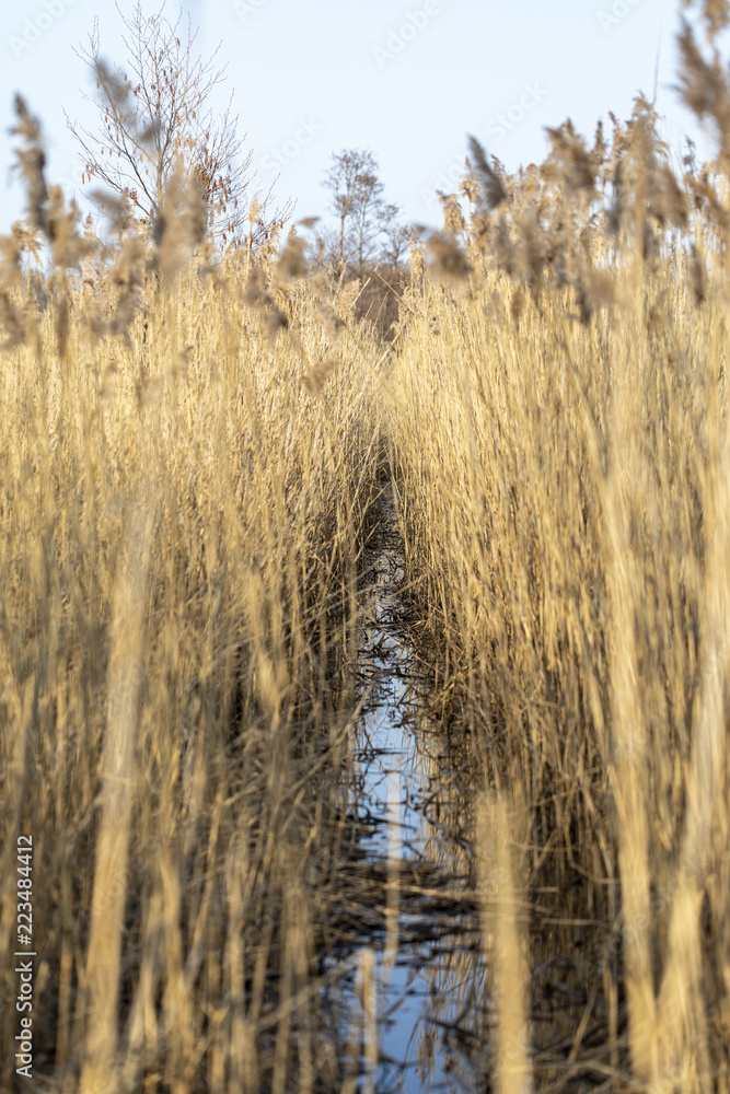 Fototapeta premium Thick tall dry yellow grass with a water stream in the middle