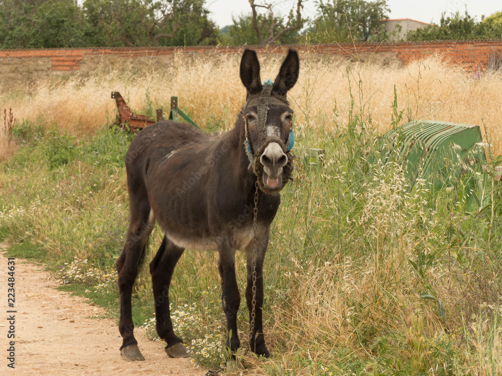 BEAUTIFUL SPECIMEN OF DANKEY IN THE FIELD BEAUTIFUL SPECIMEN OF DANKEY IN THE FIELD