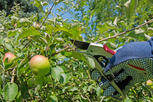 Obstbaumschnitt,Apfelbaum im Sommer photo