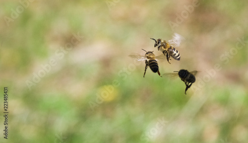 Bienen, Begegnung © C. Schüßler