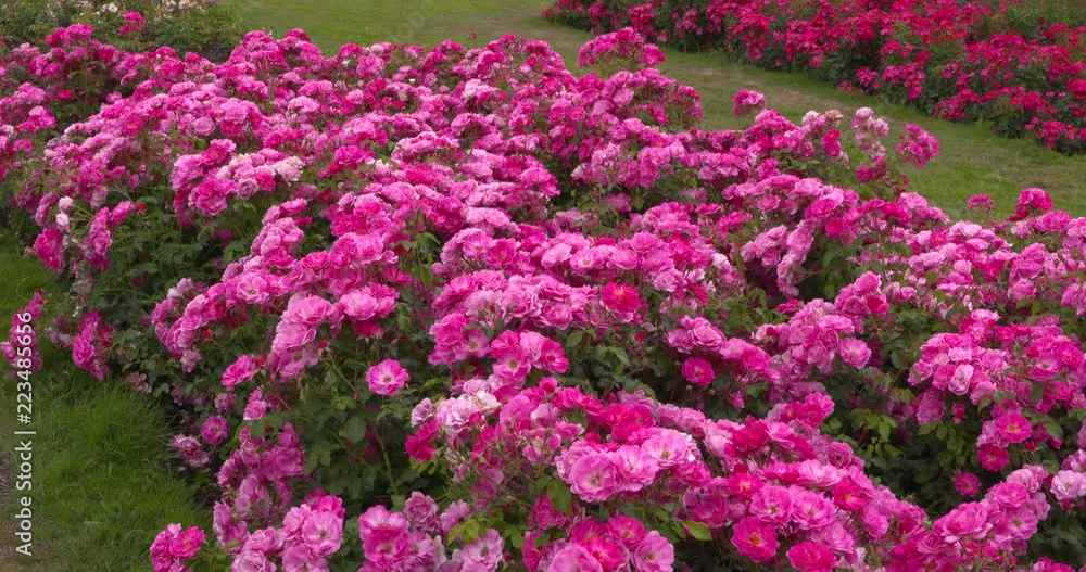 Rose bed floribunda rose Pink Emely in Westbroekpark rose garden, known for the annual International Rose Trial. THE HAGUE, THE NETHERLANDS - JULY 2018 Rose bed floribunda rose Pink Emely in Westbroekpark rose garden, known for the annual International Rose Trial. THE HAGUE, THE NETHERLANDS - JULY 2018