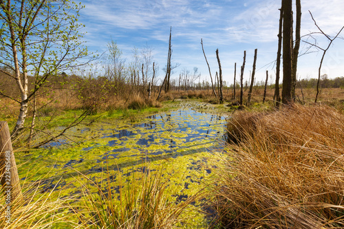 A moor, called Dosenmoor, in Schleswig Holstein photo