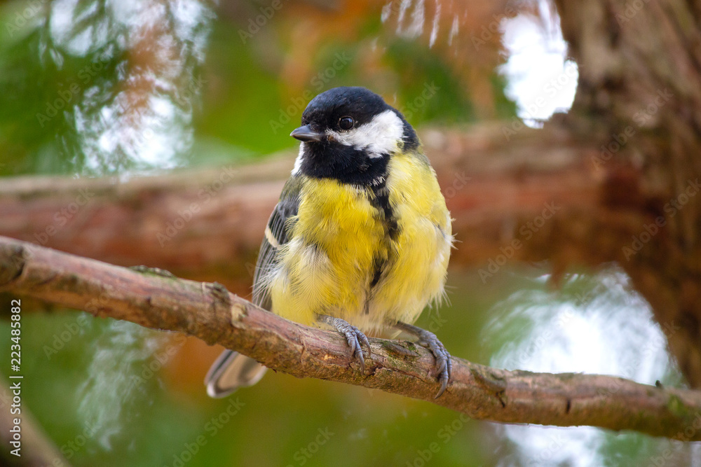 Obraz premium Titmouse sits on a branch in the forest. Birds