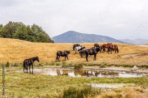 Wild horses on water © Venelin