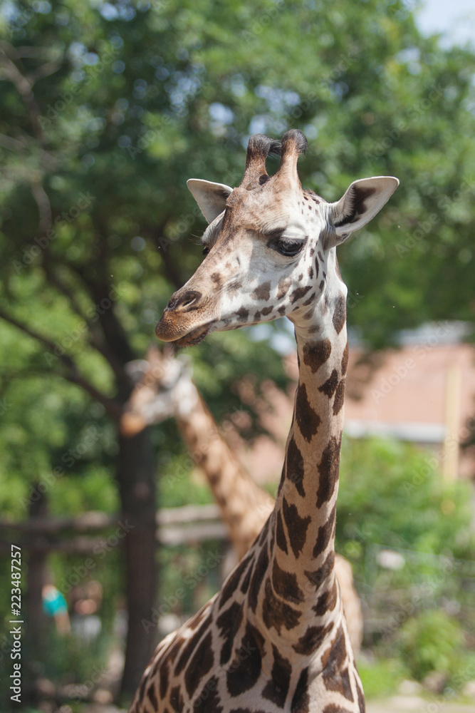 Fototapeta premium Giraffe walks on a sunny day
