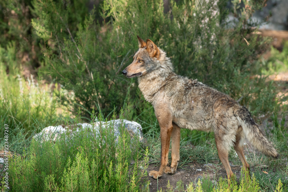 Entire Canis Lupus Signatus looking to the left in the bush Entire Canis Lupus Signatus looking to the left in the bush