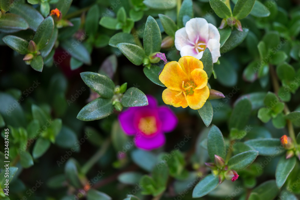 Flowers Flowers