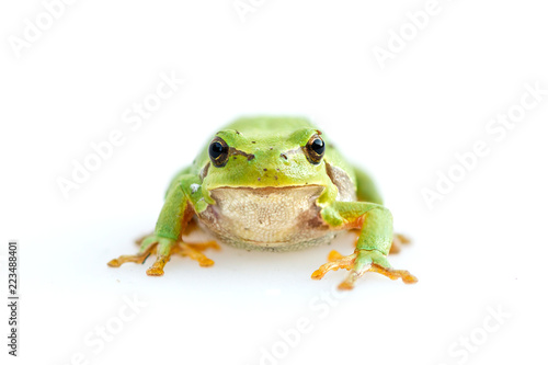 green european common frog Hyla meridionalis on white background